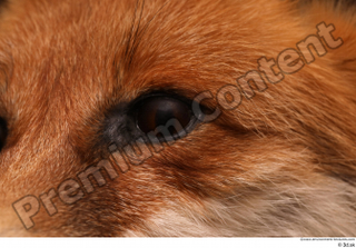 Red fox eye 0004.jpg